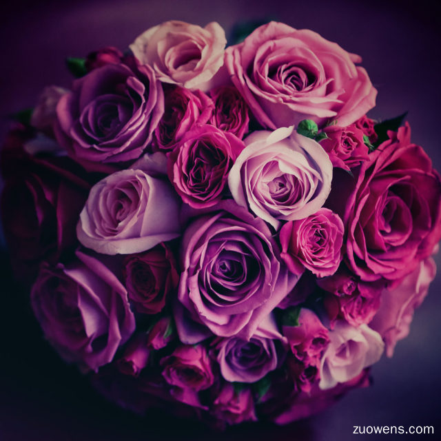【美丽的玫瑰】美丽的玫瑰作文作文3000字